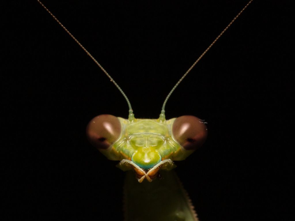 how-strong-is-a-praying-mantis-unraveling-the-secrets-of-nature-s