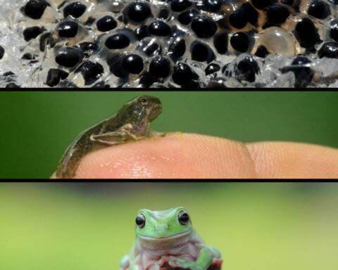 Life Cycle of a Frog