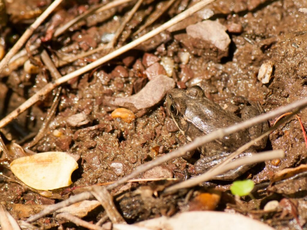 Camouflage frog