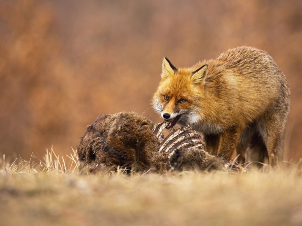 Red fox hunting and eating