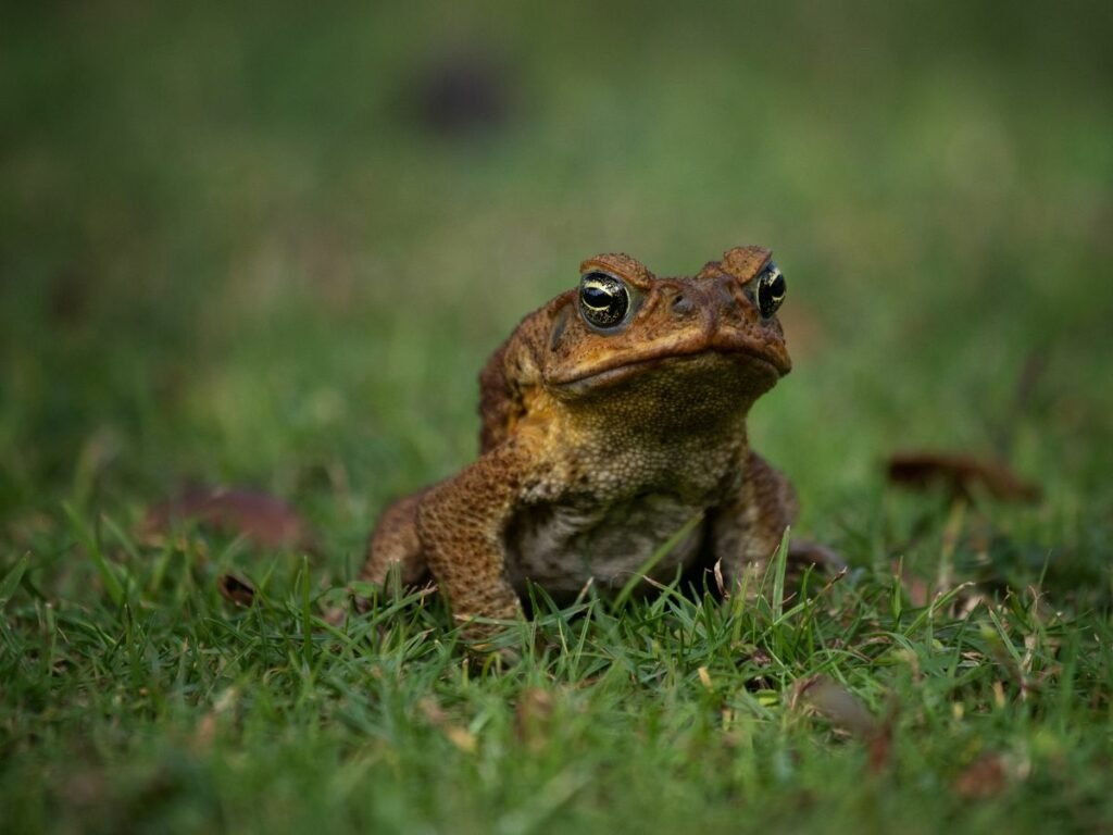 Frog Bulging Eyes
