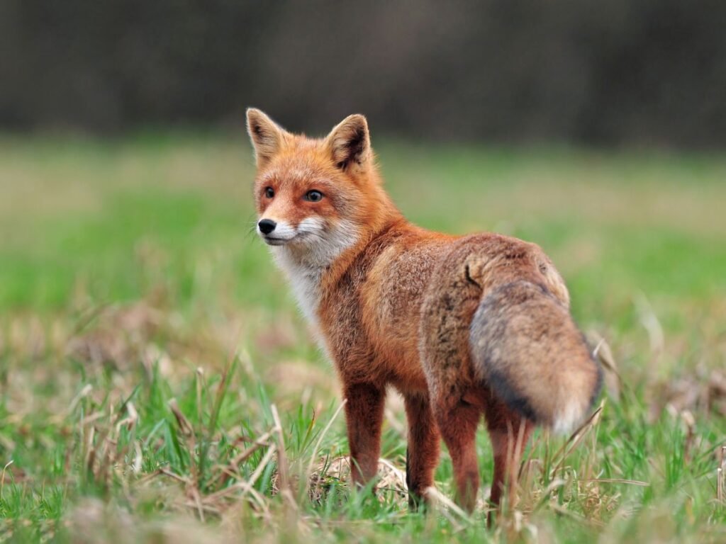 Structural Adaptations Of red fox