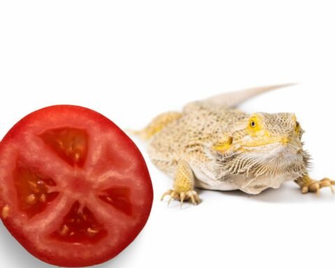 Why can't the bearded dragon eat tomato daily
