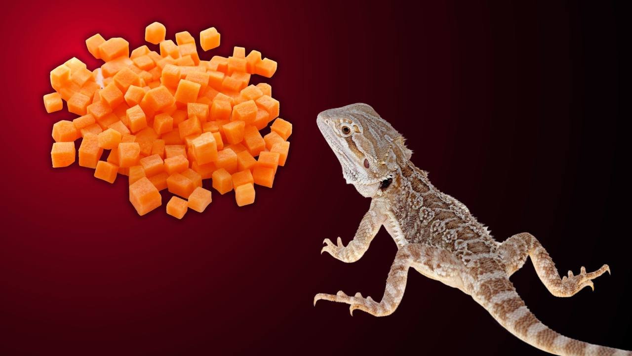 Can a Bearded Dragon Eat Carrots