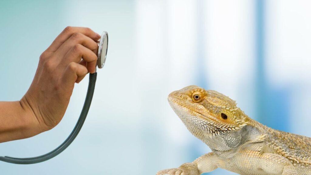Consulting with a Vet