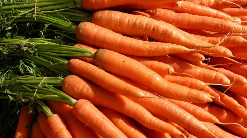 Potential Risks of Feeding Carrots to Bearded Dragons