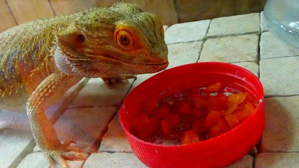 Vegetables and Fruits for Bearded Dragons