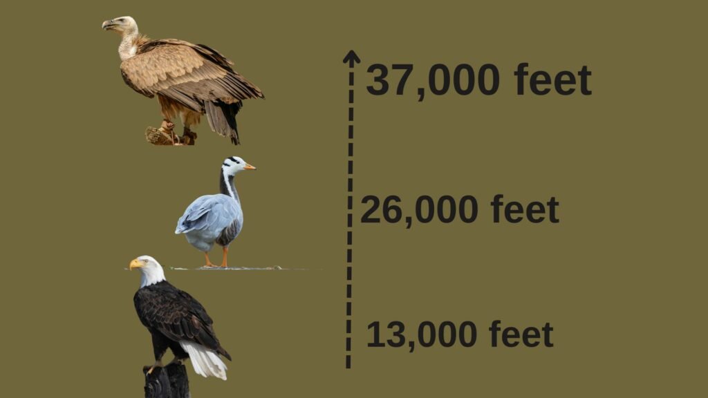 eagle flight height