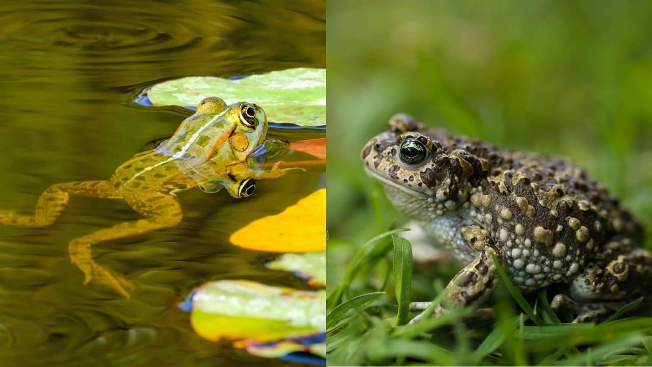 Amphibian that Eat Their Young
