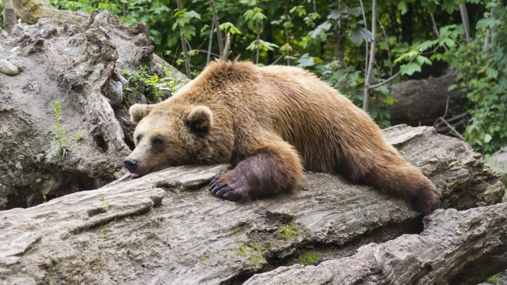 Bears - The Long Sleepers