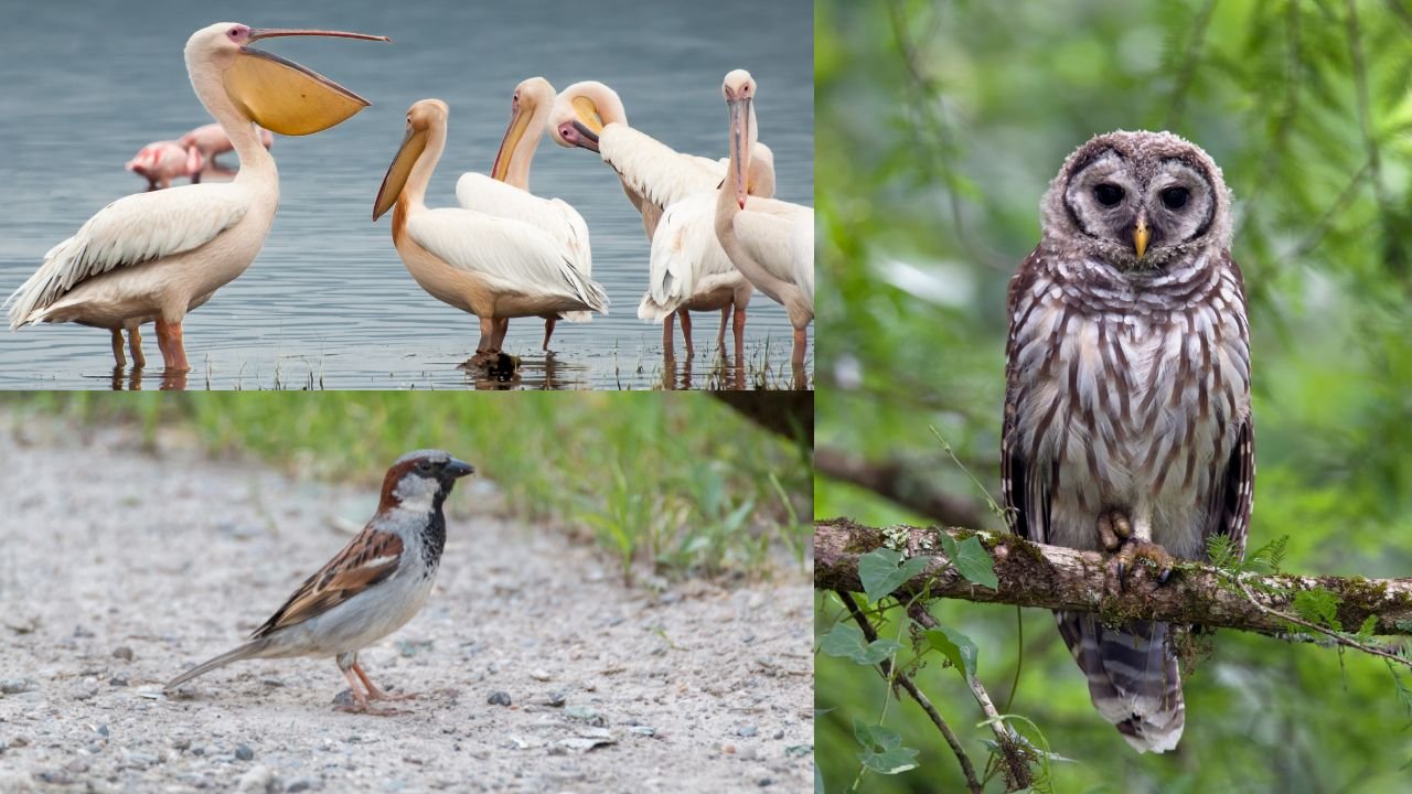 Birds taht Eat Their Young