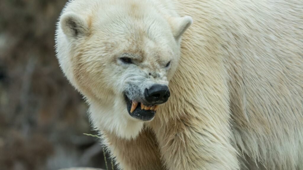 How Strong is a Polar Bear