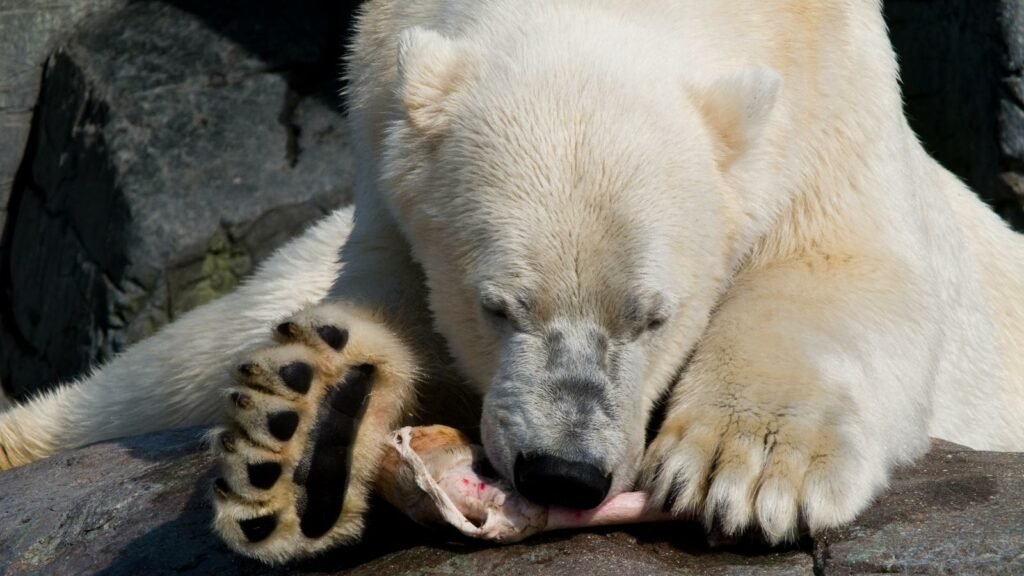 How strong is a polar bear bite