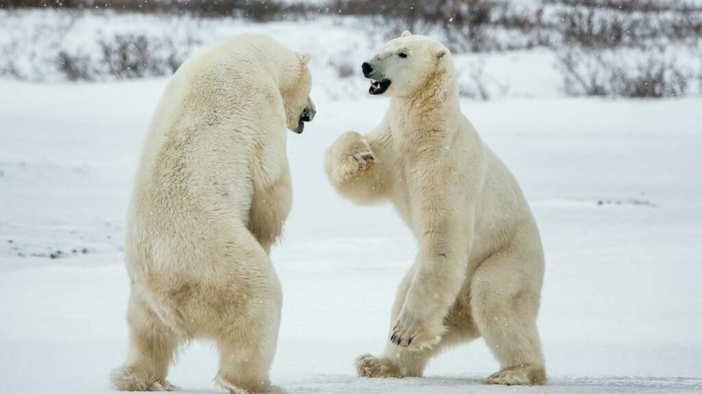 How strong is a polar bear swipe