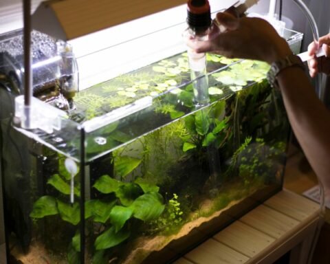 How to Lower pH In Aquarium