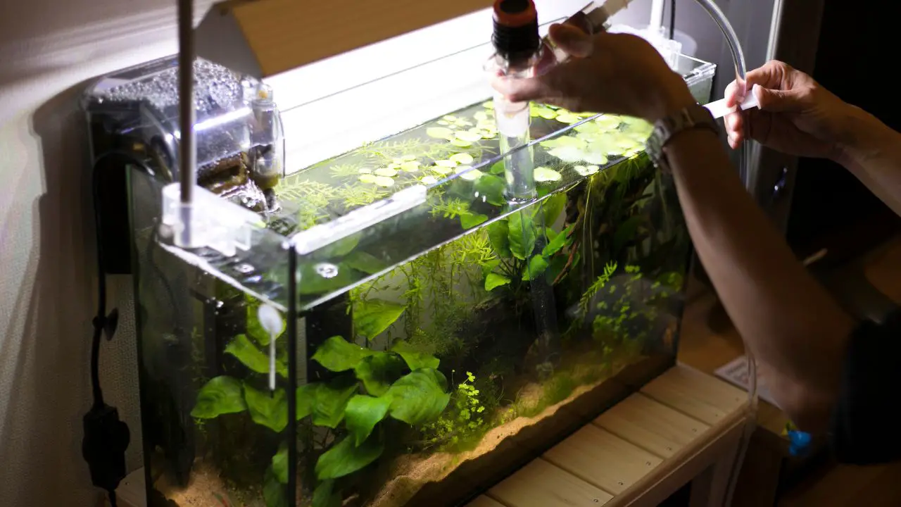 How to Lower pH In Aquarium? Zooologist