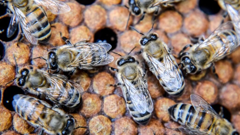 Insects - The Tiny Strategists