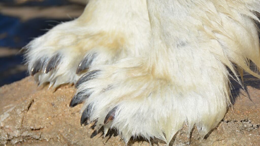 Polar Bear Paws and Claws