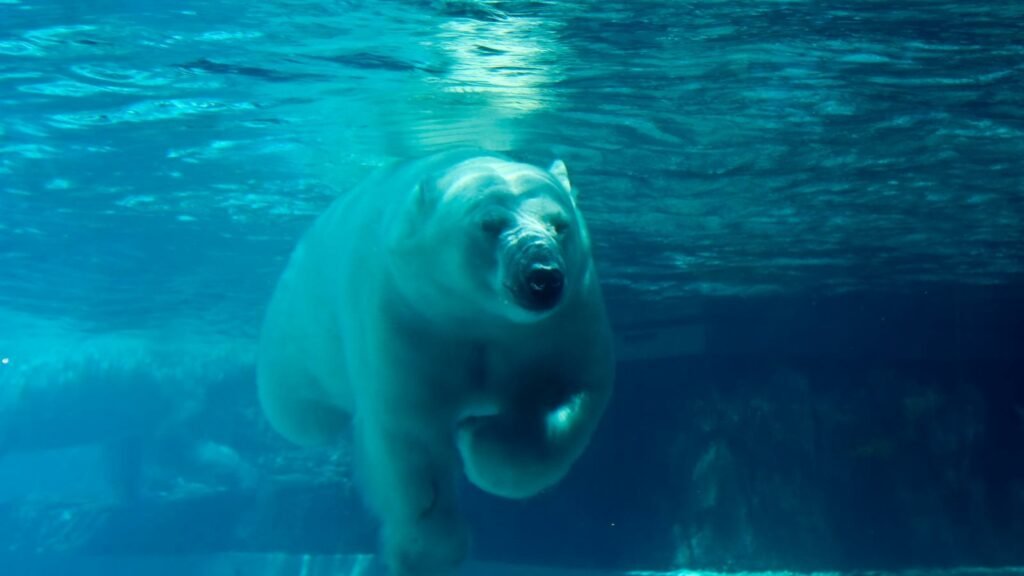 Polar Bear Swimming