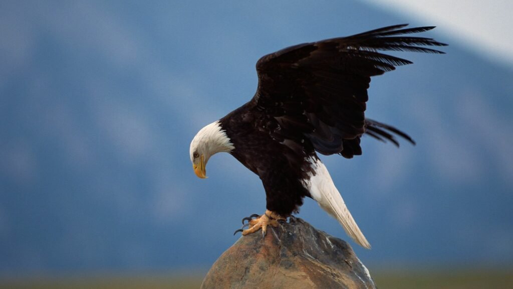 How Fast Can Eagles Fly?