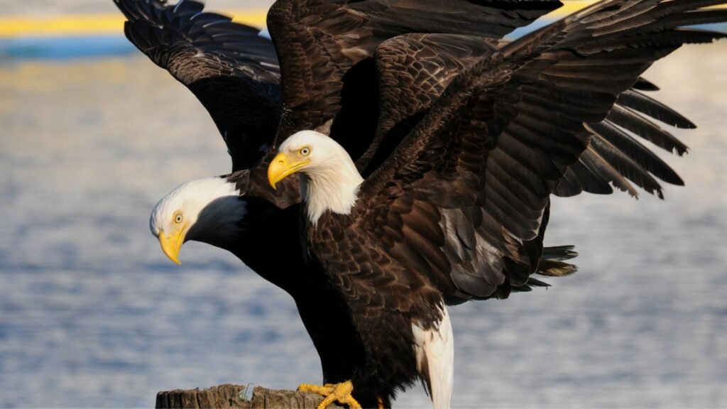 Eagle body aerodynamics
