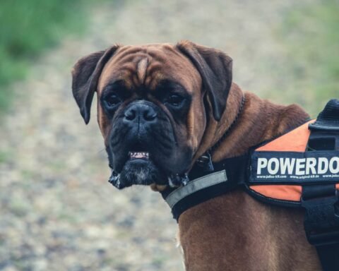 Boxer Dog Breeds