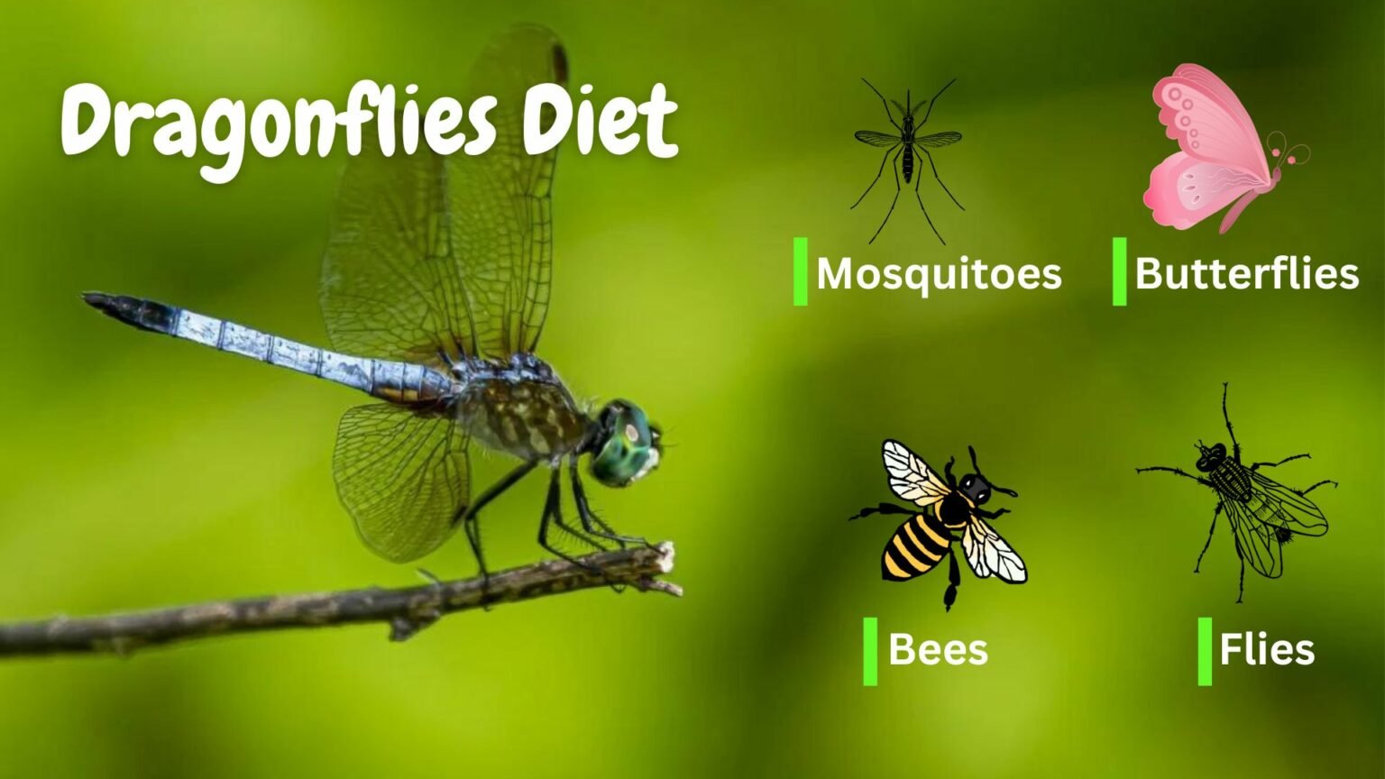 What Do Dragonflies Eat The Carnivorous Diet Of Nature s Skilled Hunters What Do Dragonflies Eat The Carnivorous Diet Of Nature s Skilled Hunters