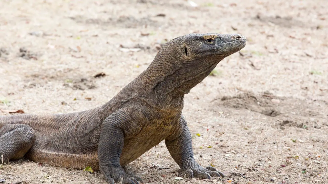 Do Komodo Dragons Eat People? Separating Facts From Fiction - Zooologist