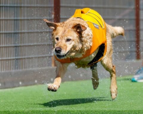 Pet Physiotherapy