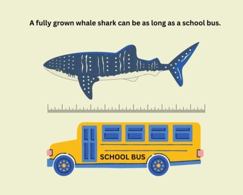 How Big Are Whale Sharks