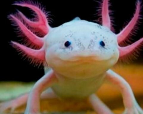 The Amazing Axolotl