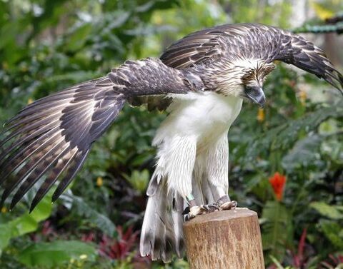 The Largest Eagle in the World