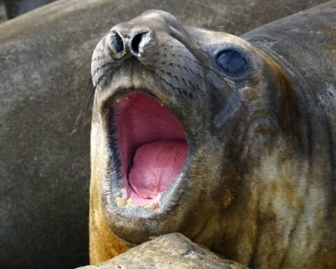 elephant seals diet
