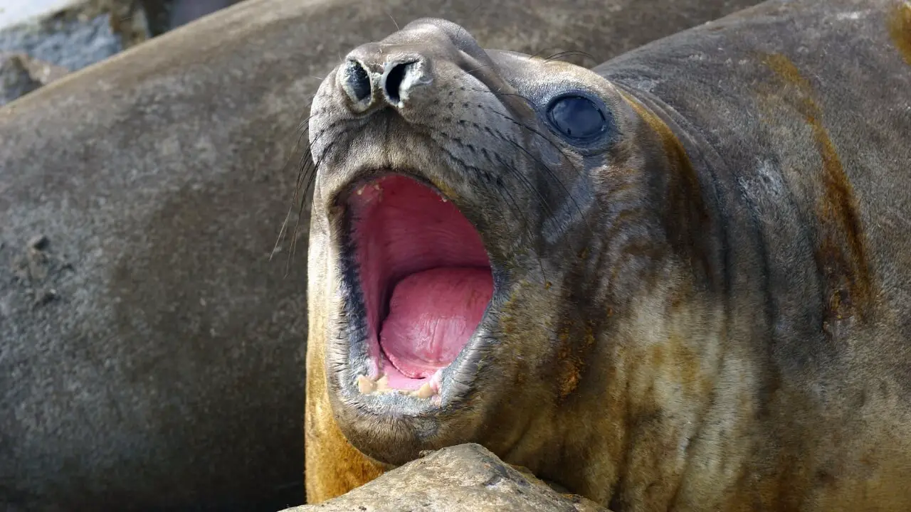 What Do Elephant Seals Eat - Elephant Seals Diet - Zooologist