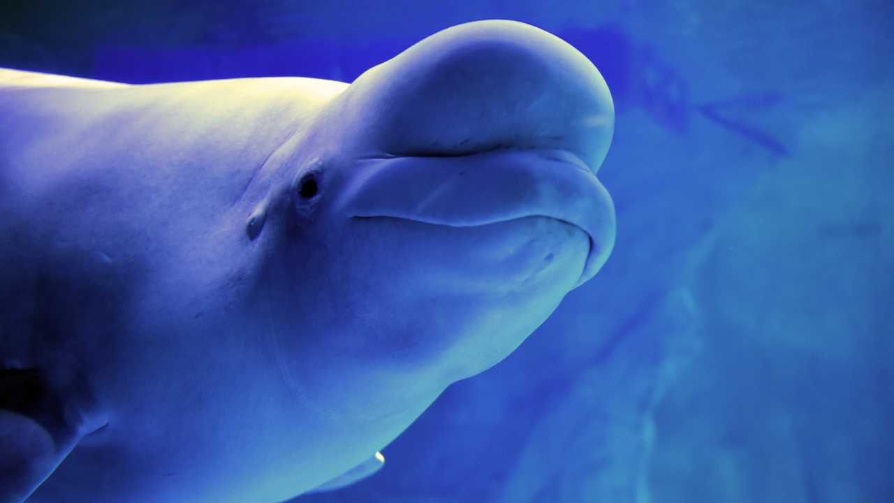 Do Beluga Whales Use Echolocation? Discover the Intriguing World of Sea