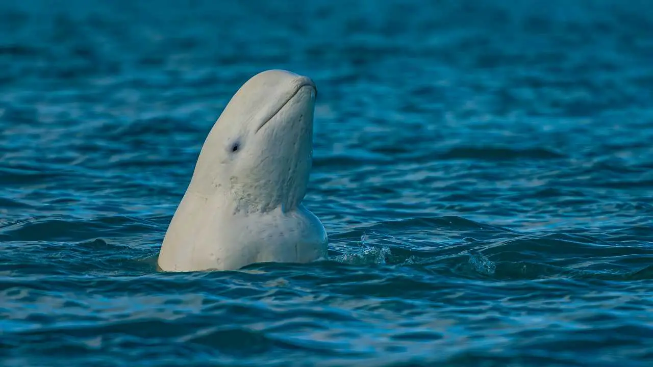 How Much Does A Beluga Whale Weigh? Beluga Whales Weight - Zooologist