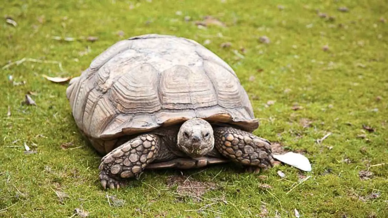 How Big Do Sulcata Tortoises Get