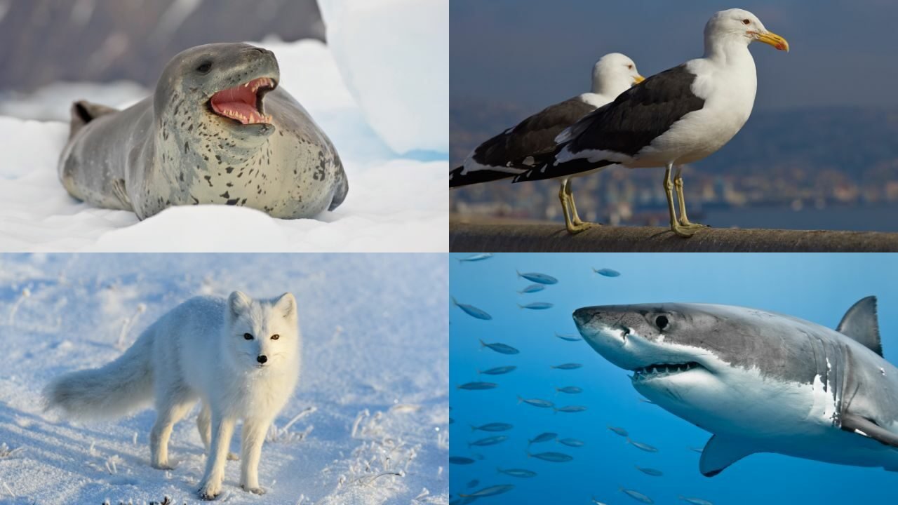 What Eats Penguins