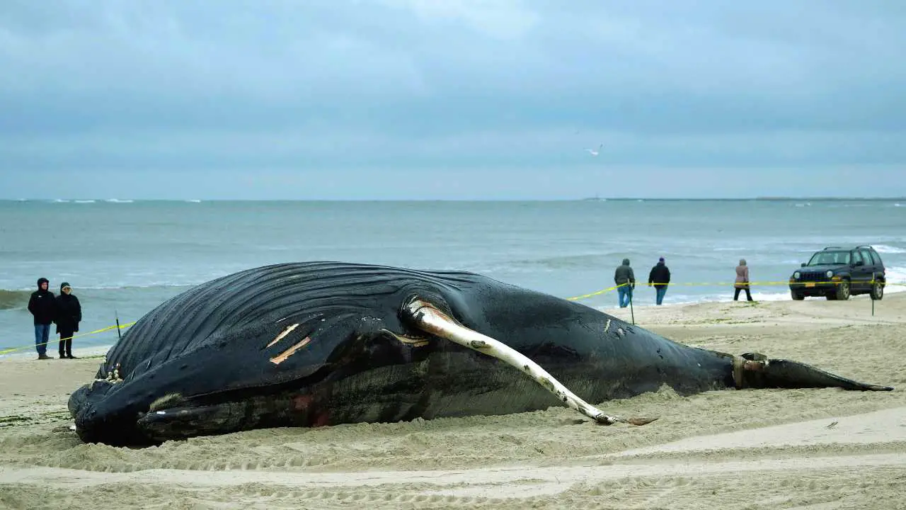 What Happens When A Whale Dies? Whale Death Facts - Zooologist