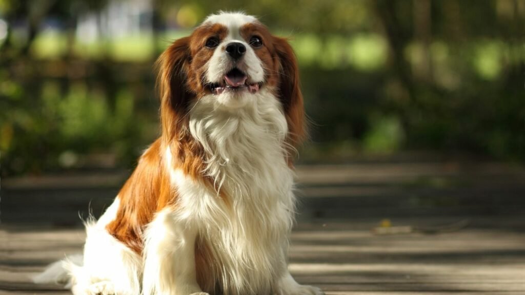 Cavalier King Charles