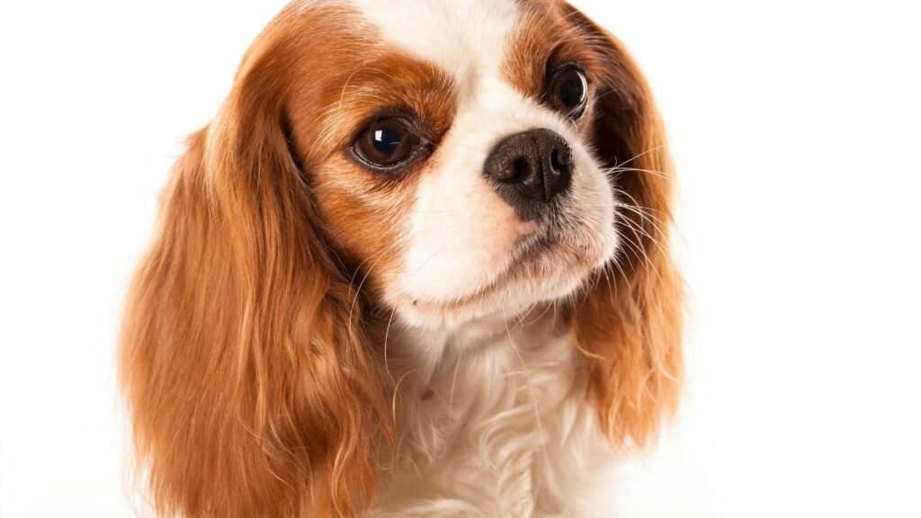 Cavalier King Charles