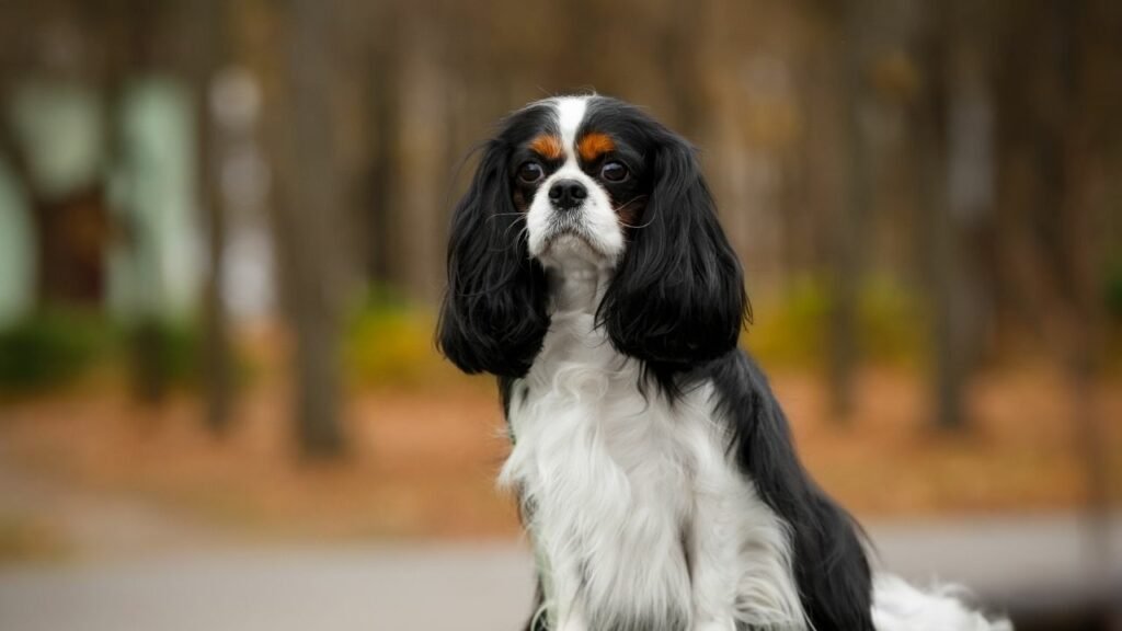 Cavalier King Charles