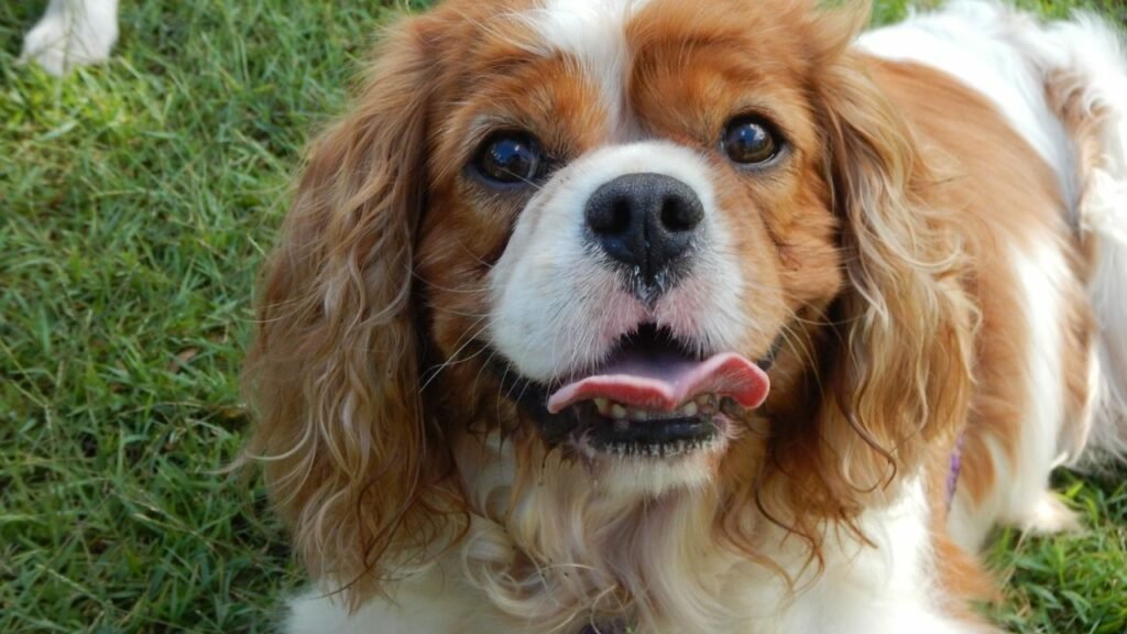 Cavalier King Charles