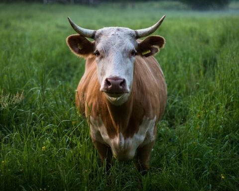 College Degrees for Animal Lovers