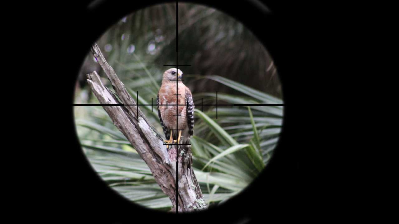 Hawk's Hunting