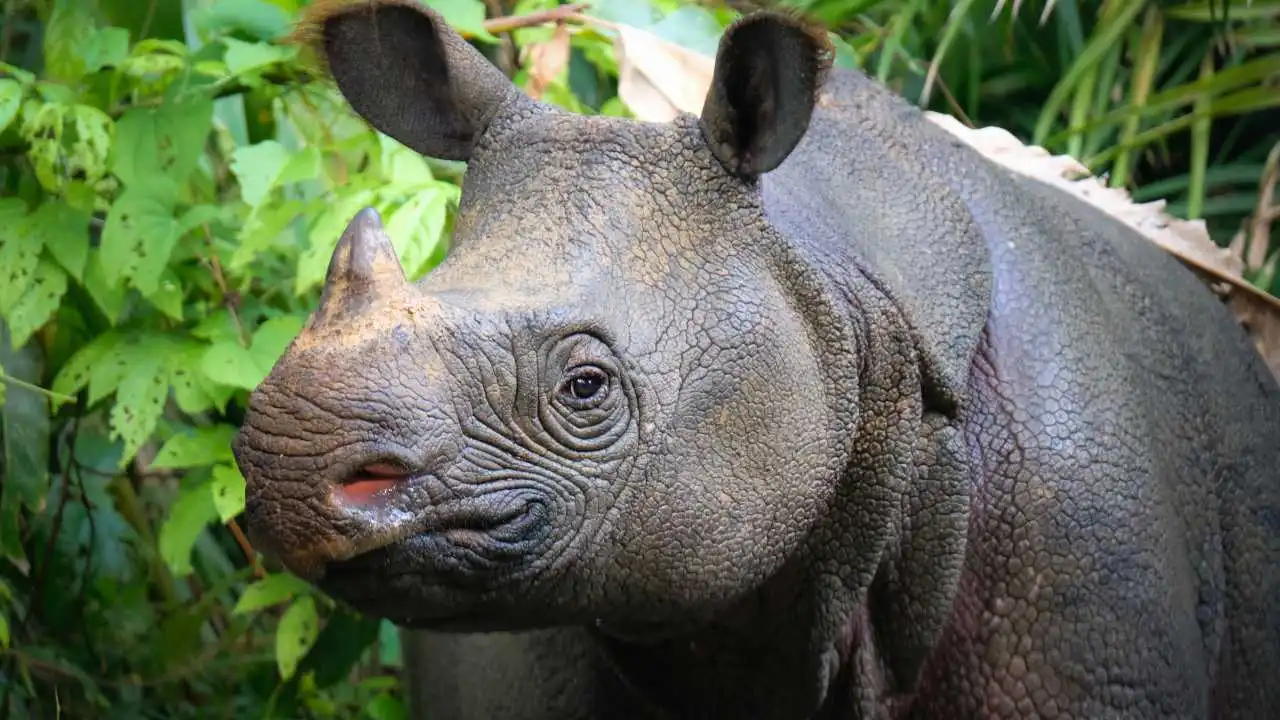 Javan Rhinos Population How Many Javan Rhinos Are Left In The World