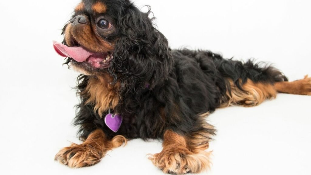 King Charles Spaniel