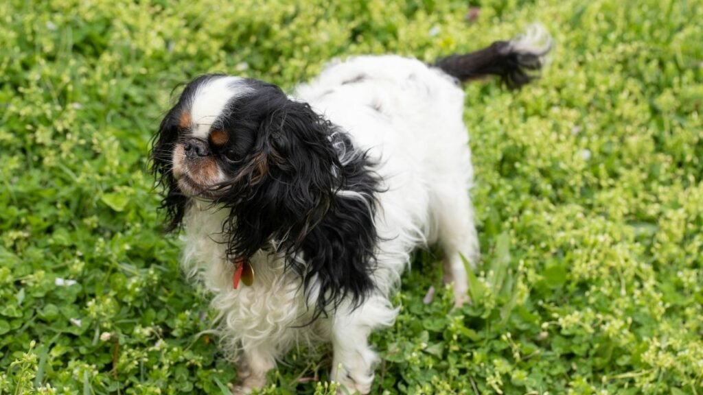 King Charles Spaniel