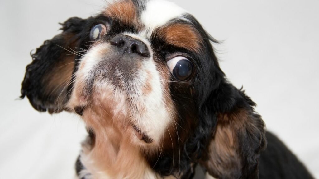 King Charles Spaniel