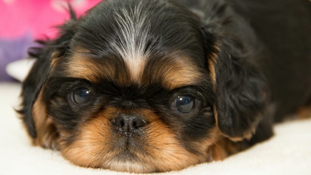 King Charles Spaniel